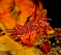 Durban dancing shrimp by Charles Wright 
